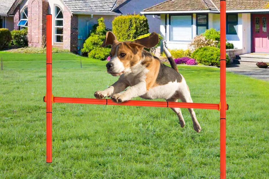 Elevate Your Dog's Training: The Ultimate Adjustable Height Agility Hurdle Review