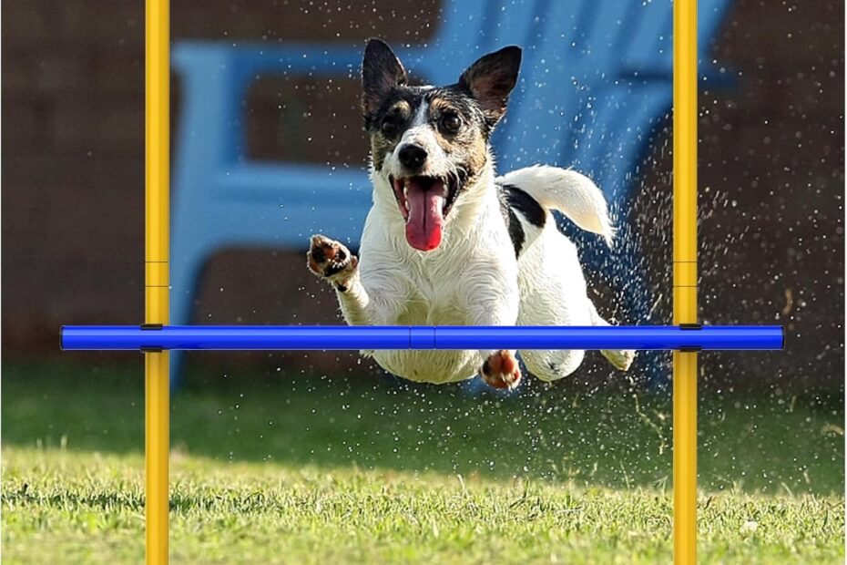 Elevate Your Pup's Play: A Review of the Ultimate Dog Agility Training Set!