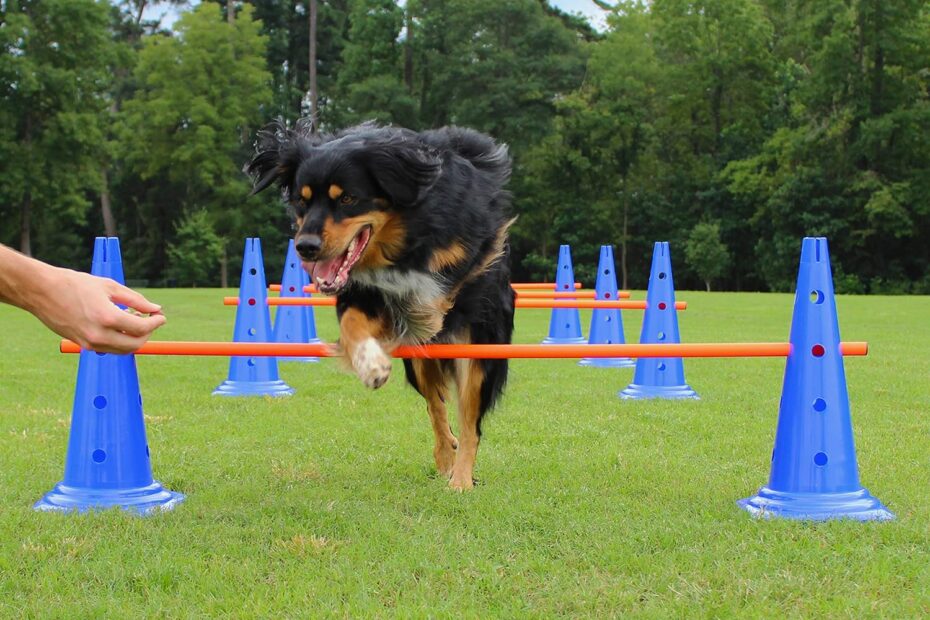 Elevate Your Pup's Skills: Review of the Dog Agility Hurdle Cone Set