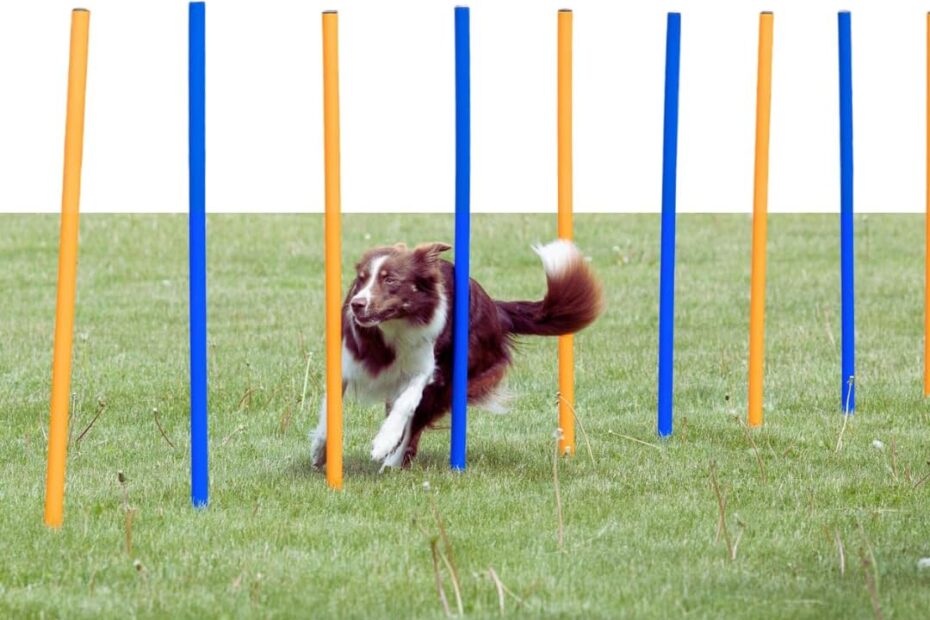 Master Your Dog's Agility: TRIXIE Weave Pole Slalom Course Review!