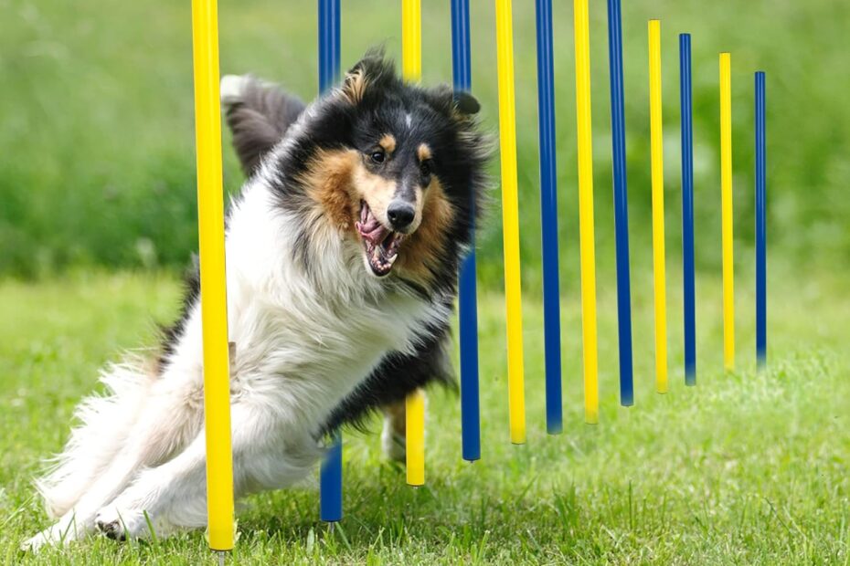 Master Your Dog's Moves: A Review of the Ultimate Agility Training Set!