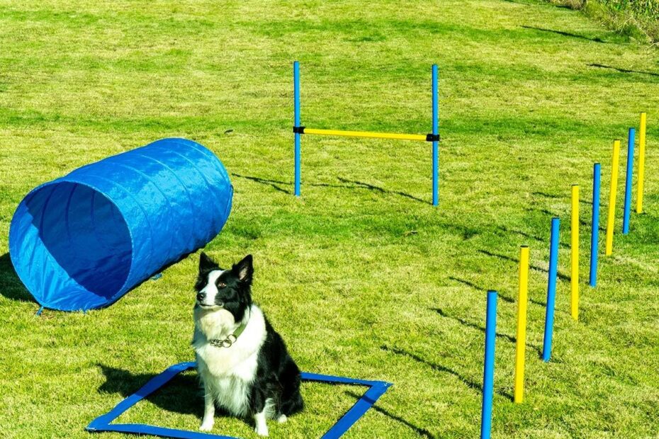 Unleash Fun: A Review of the Ultimate Dog Agility Training Kit!