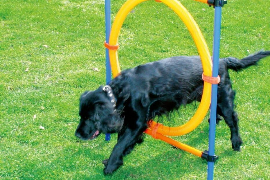 Unleash Fun: The Ultimate PAWISE Dog Training Agility Kit Review