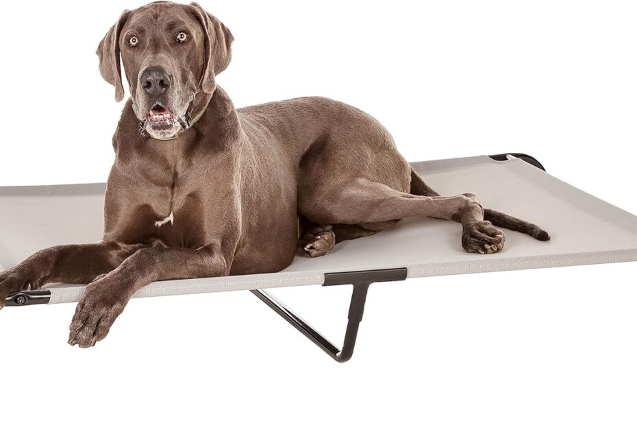 Cool Comfort for Your Canine: A Review of the Amazon Basics Elevated Pet Bed