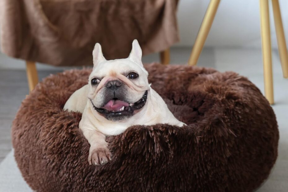 Cozy Calm: The Best Washable Donut Dog Bed for Small Dogs