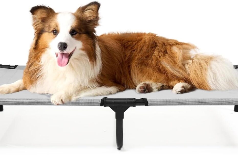 Elevate Your Pup's Comfort: Reviews of the Best Raised Dog Beds for Large Dogs
