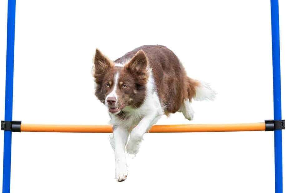 Elevate Your Pup's Playtime: TRIXIE Adjustable Agility Hurdle Review!