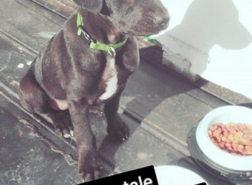 Explore Cozy Living: Reviews of 'Living Small: With a Puppy'!