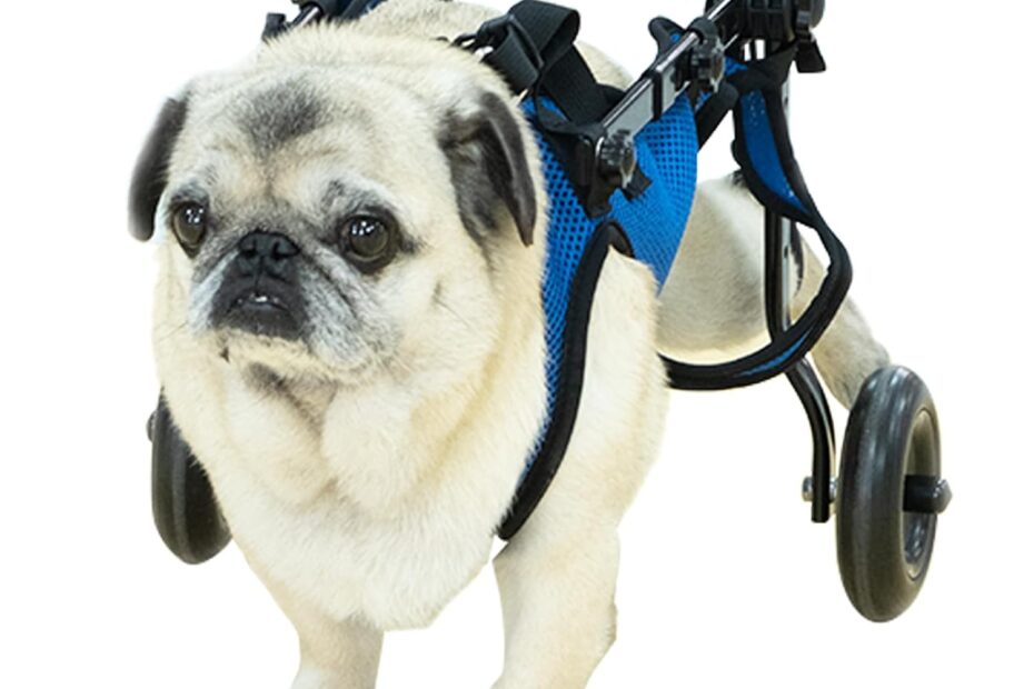 Revive Your Pet's Mobility: The Ultimate Guide to the Medium Dog Wheelchair for Hind Leg Support