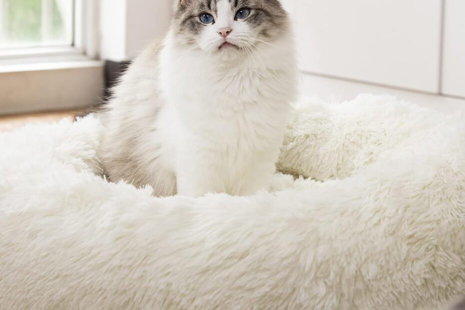 The Cozy Haven: Ultimate Review of the Anti Anxiety Plush Pet Bed