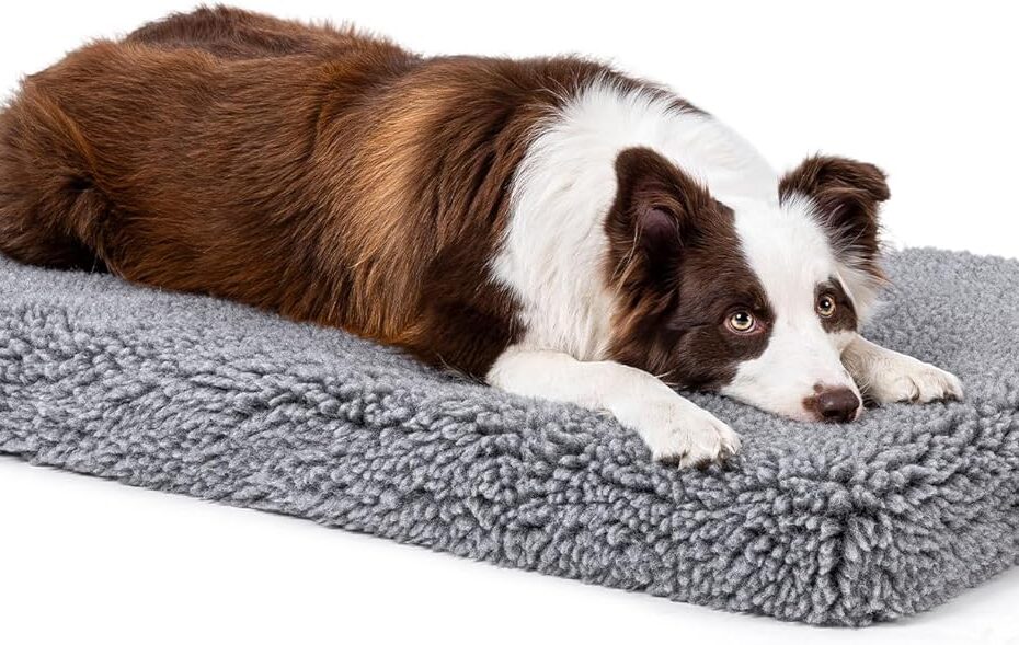 The Ultimate Indestructible Dog Bed: Stoutwool's Orthopedic Comfort for Aggressive Chewers