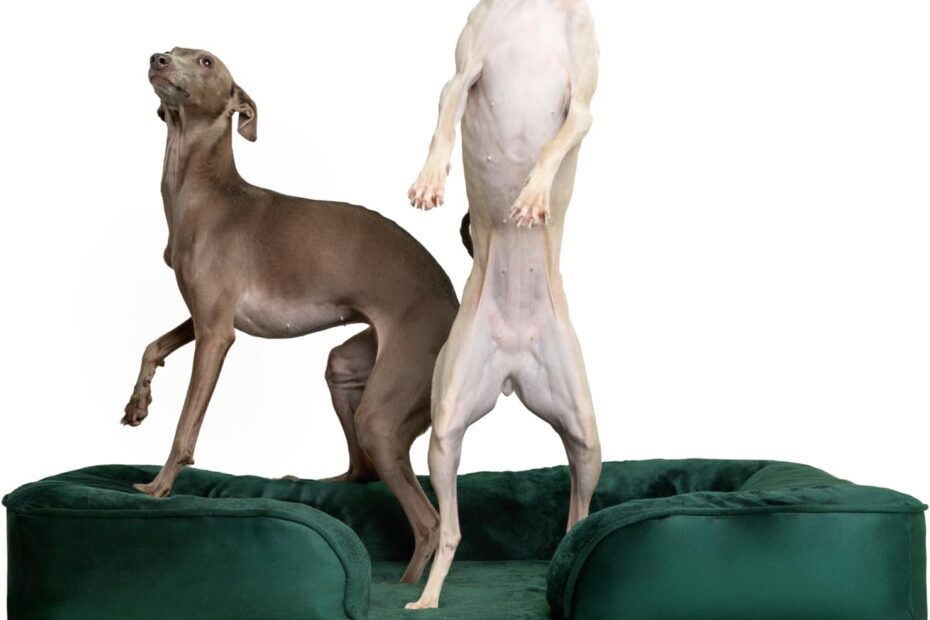 Ultimate Comfort for Your Canine: NOAH & PAW Orthopedic Dog Bed Review