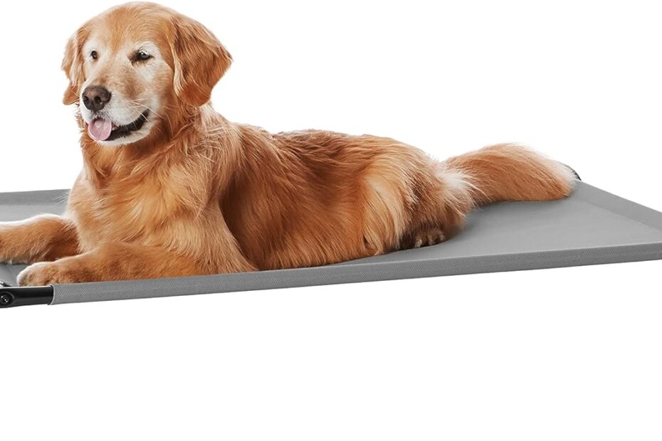 Ultimate Comfort for Your Canine: Review of the Amazon Basics Elevated Dog Bed