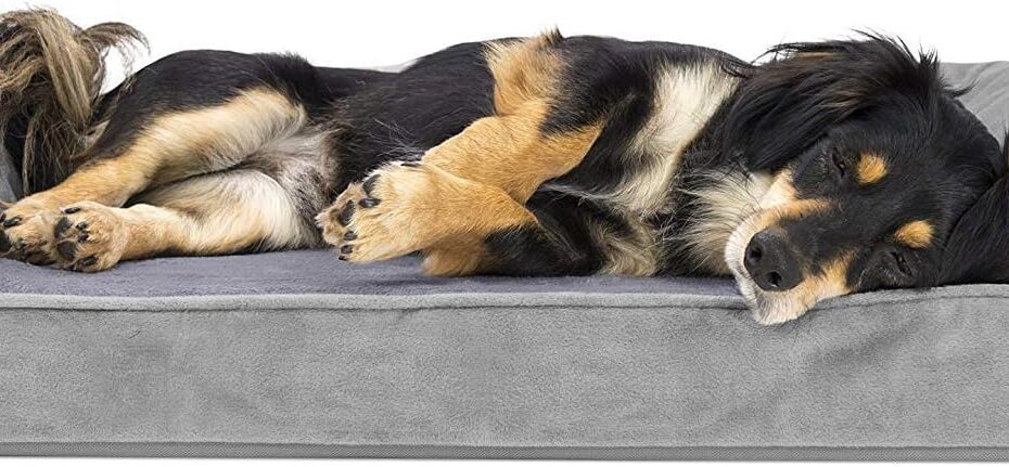 Ultimate Comfort: Furhaven Orthopedic Dog Bed Review for Small Pups