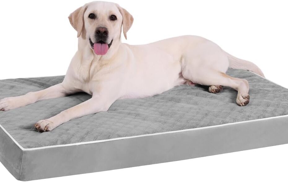 Ultimate Comfort: KSIIA Orthopedic Dog Bed Review for Large Breeds!