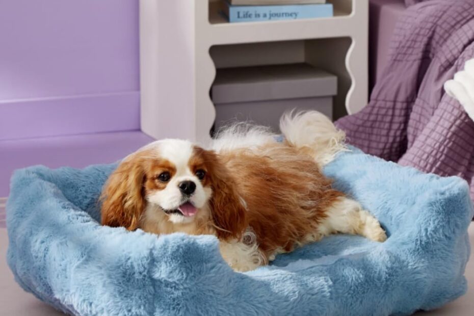 Ultimate Comfort: Review of Lesure Fluffy Orthopedic Dog Bed for Medium Dogs