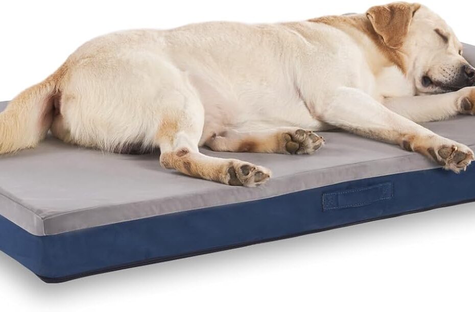 Ultimate Comfort: The Best Orthopedic Dog Bed for Your Medium Breed