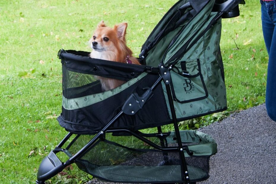 Effortless Adventures: Review of the Pet Gear No-Zip 3 Wheel Pet Stroller