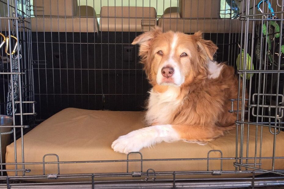 Elevate Your Dog's Comfort: Reviews of Barker Beds Orthopedic Crate Bed
