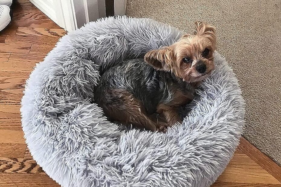 The Ultimate Comfort: Nononfish Cute Plush Dog Bed Review for Your Small Pup