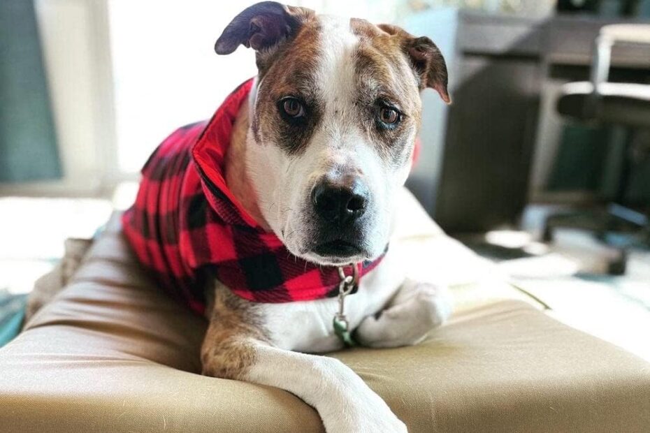 Ultimate Comfort for Your Pup: Review of Barker Beds Orthopedic Crate Bed