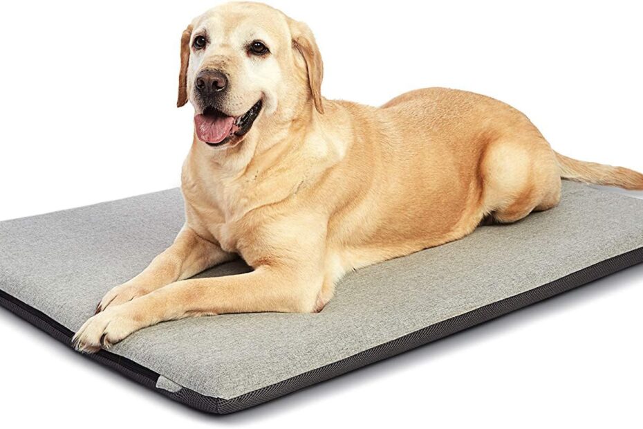Ultimate Comfort: Panku Orthopedic Dog Beds for Extra Large Dogs Reviewed!