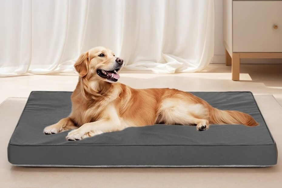 Ultimate Comfort: Review of Orthopedic Dog Beds for Extra Large Dogs