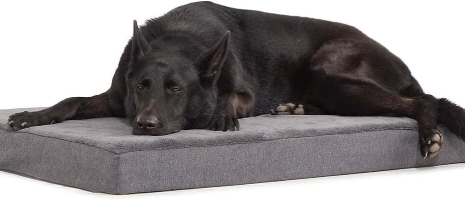 Ultimate Comfort: Review of the Barkbox Orthopedic Dog Bed for Better Sleep and Joint Relief