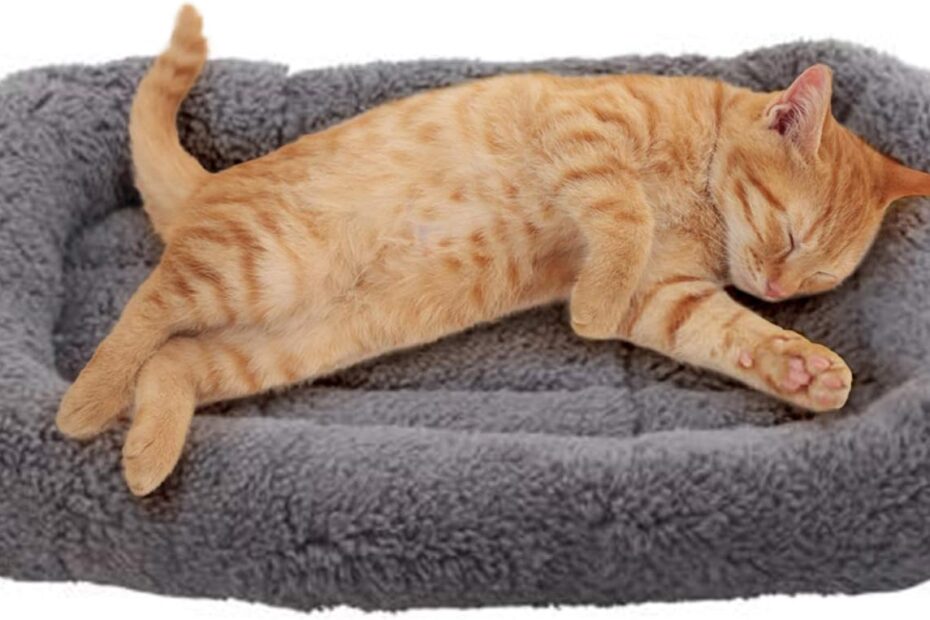 Cozy Comfort for Your Furry Friend: Review of the Enjoying Cat Mat Bed