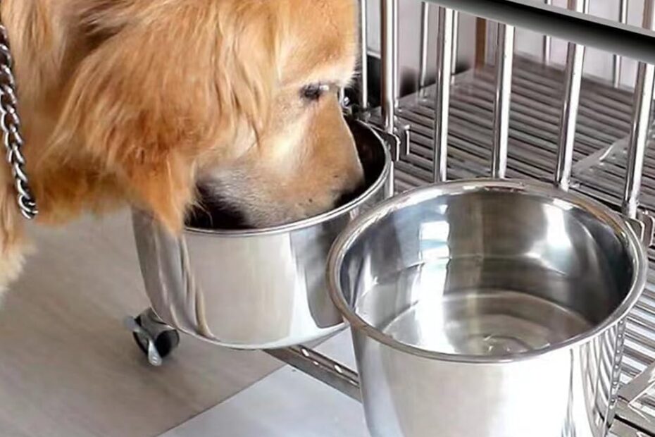No-Spill Dog Bowls: Perfect Water & Food Solution for Crates!