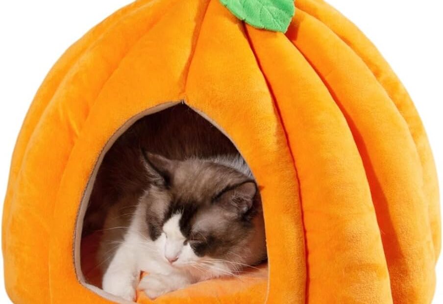 The Purrfect Pumpkin Retreat: A Review of the Cozy Cat Cave Bed!