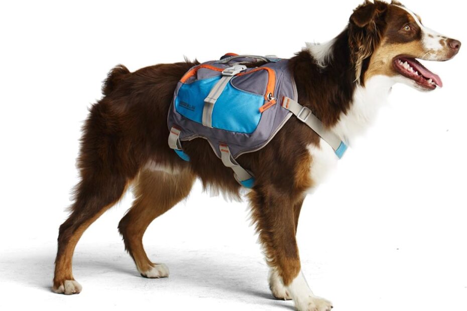 Cesar Millan Dog Backpack: A Must-Have for Small Pups!