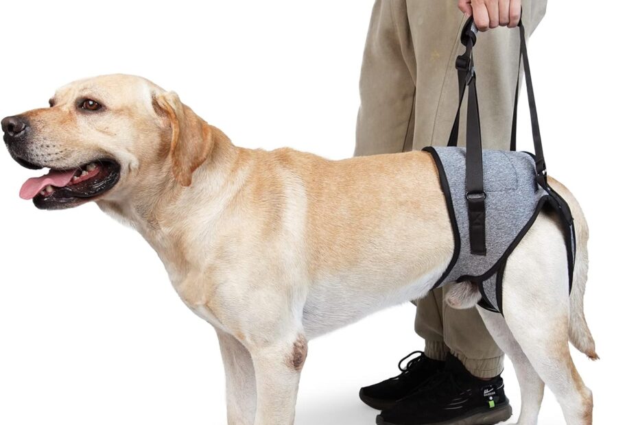 Revitalize Your Senior Dog: The Dotoner Sling for Hind Leg Support & Rehabilitation