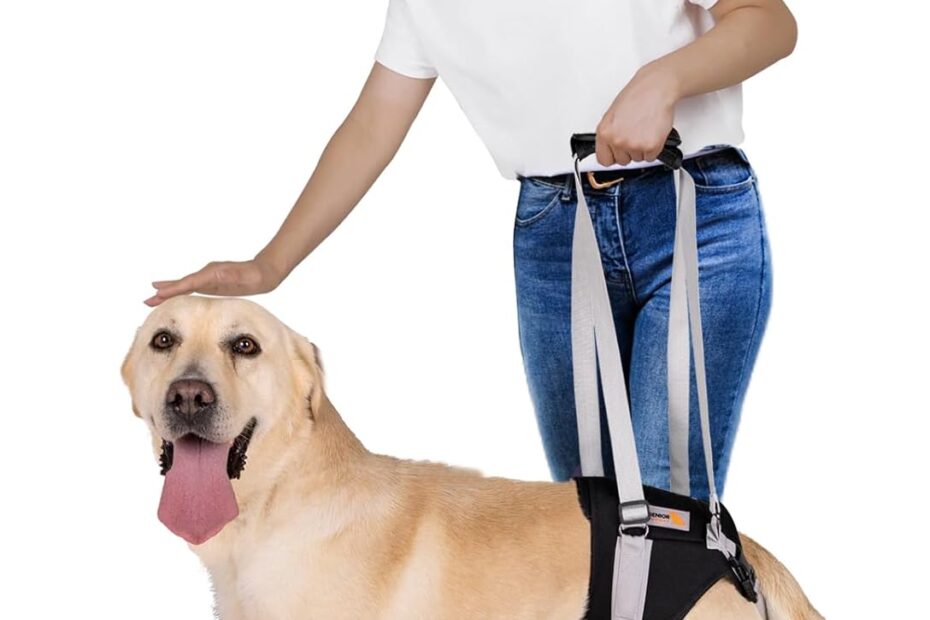 Support Your Best Friend: The Ultimate Dog Lift Harness for Large Dogs
