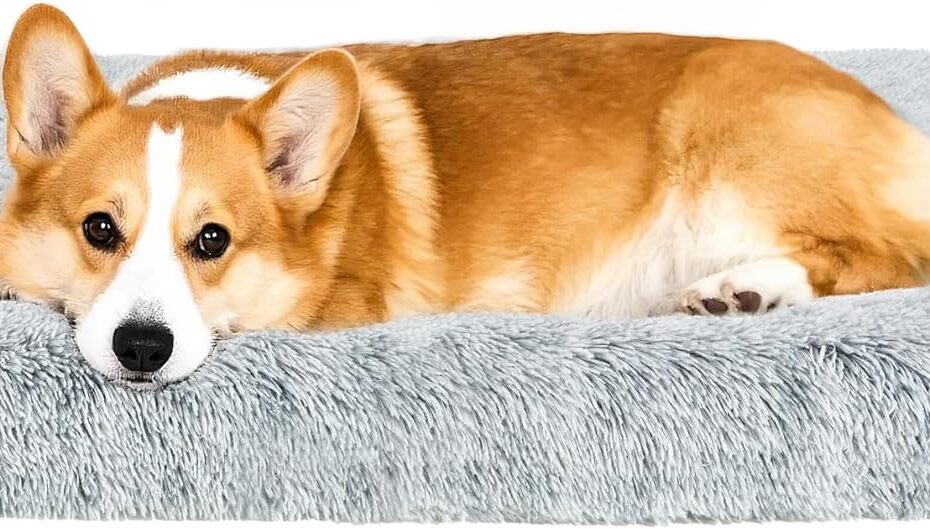 The Comfort Your Pup Deserves: Review of Fluffy Orthopedic Dog Beds for Small Dogs