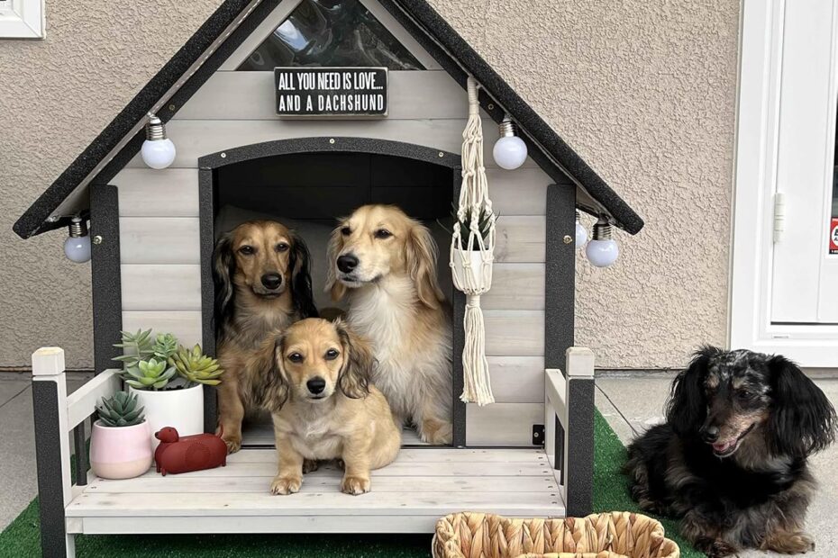 The Perfect Pup Retreat: Weatherproof Wooden Dog House Review