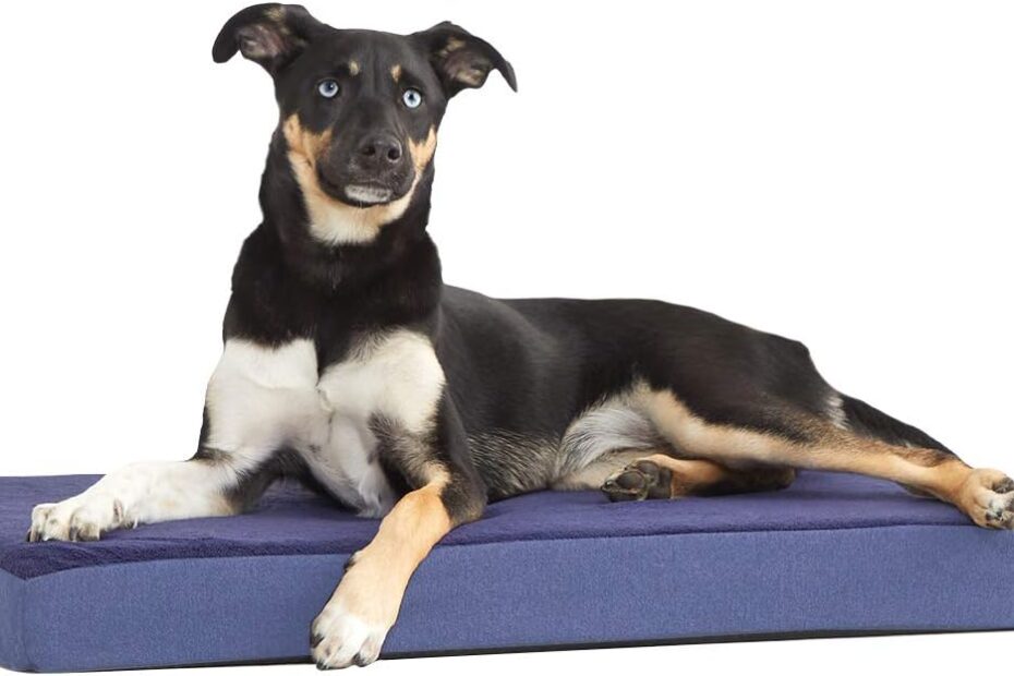Ultimate Comfort for Your Pup: Barkbox Orthopedic Dog Bed Review