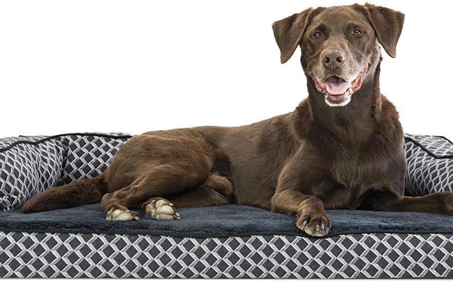 Unwind in Comfort: Furhaven Orthopedic Dog Bed Review for Your Furry Friend