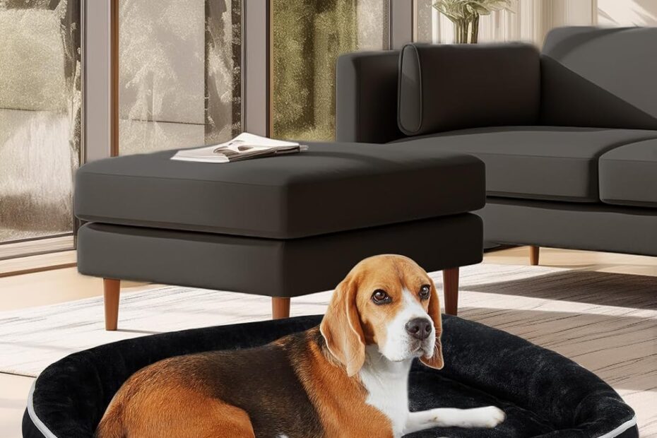 Comfort for Your Furry Friend: OhGeni Orthopedic Dog Couch Review