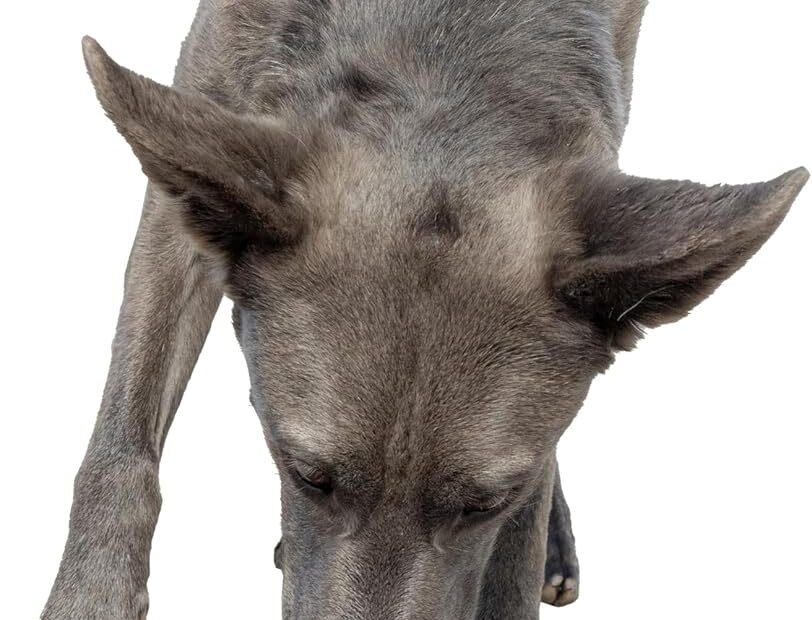 Discover the Durable SPOT Standard Crock Dish: The Perfect Bowl for Your Furry Friends!