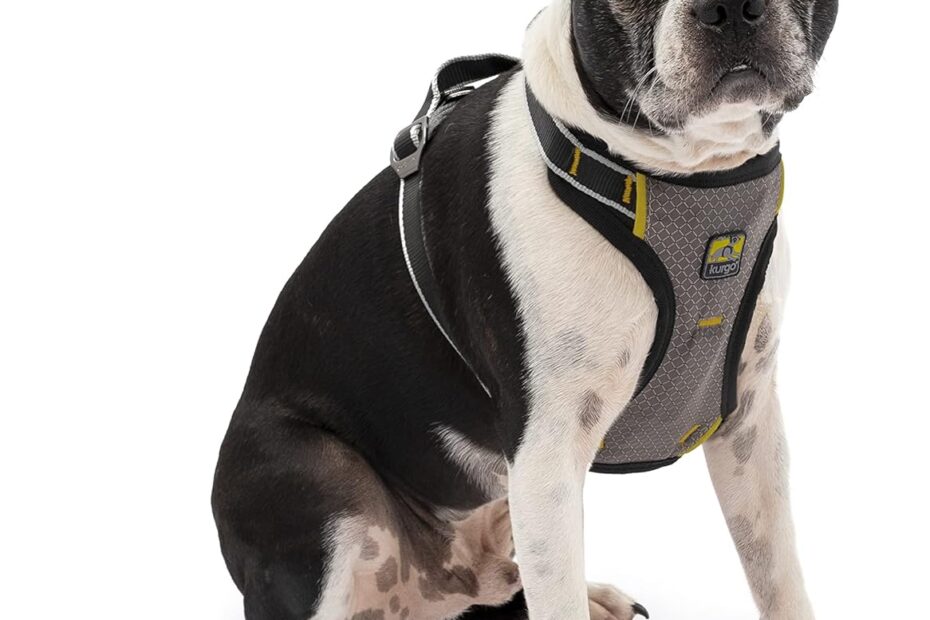 Stay Safe on the Road: Review of the Kurgo Impact Dog Car Harness
