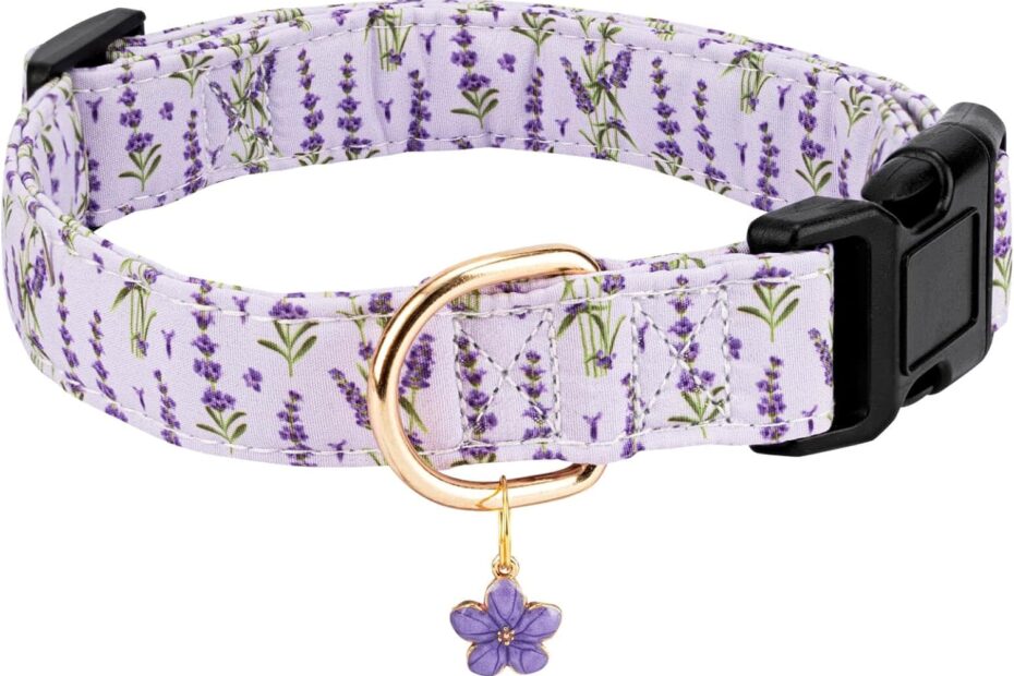 Stylish and Safe: Review of Personalized Pink Cherry Dog Collars