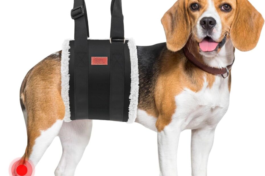 Support Your Pup: The Best Adjustable Dog Lift Harness for Rehabilitation and Comfort