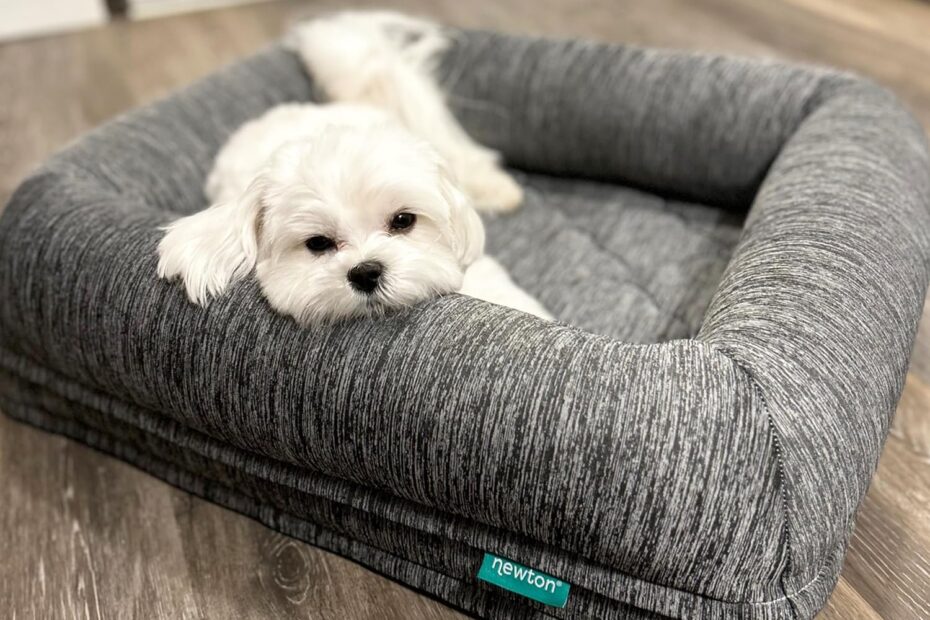 Top Pick: Newton Orthopedic Pet Bed Review for Small Dogs