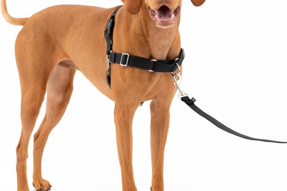 Transform Walks with the PetSafe Easy Walk Harness: No More Pulling!