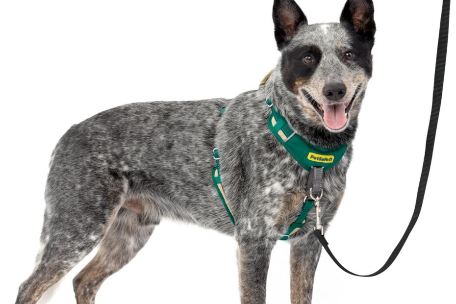 Transform Your Walks: The PetSafe Easy Walk No-Pull Harness Review