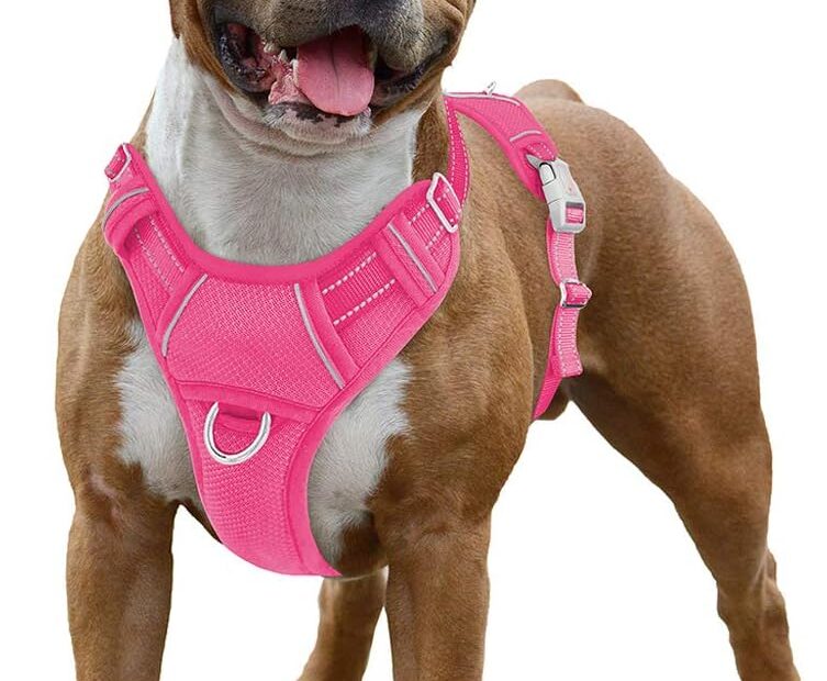 Unleash Comfort: BARKBAY No Pull Dog Harness Review for Active Pups!