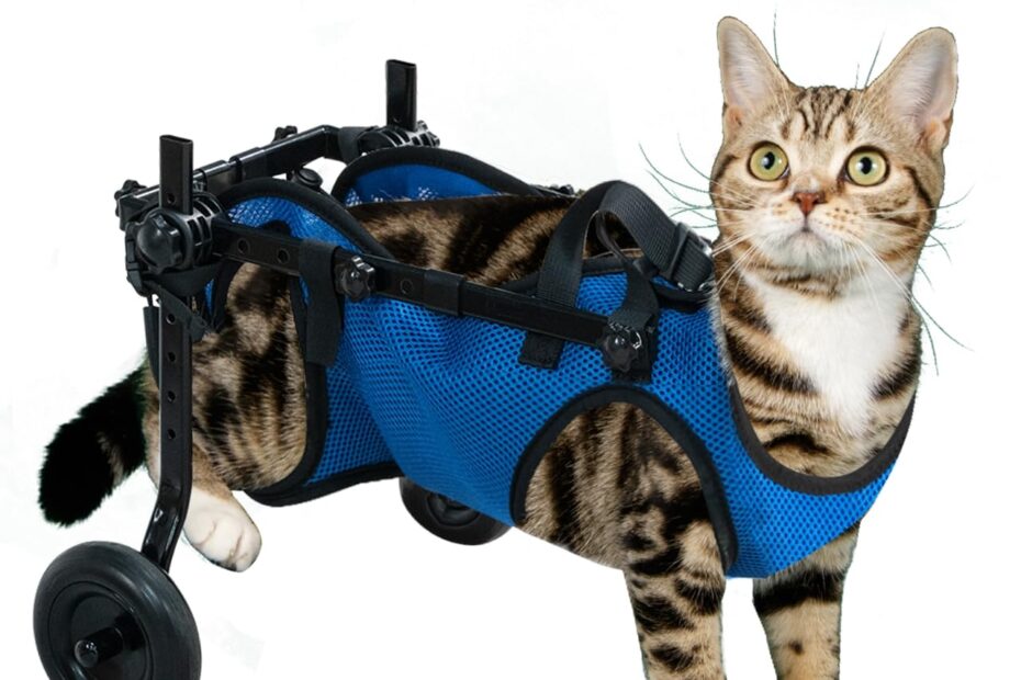 Revive Your Pet's Mobility: The Ultimate Dog Wheelchair and Leg Brace Review!