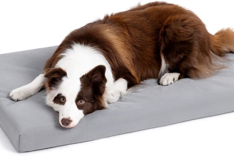 Ultimate Comfort Meets Durability: Review of the Cybarmour Chew Proof Dog Bed